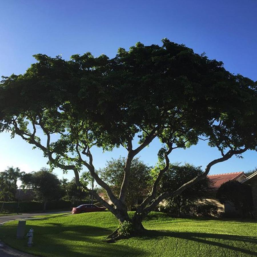 Florida Photograph - Tree In Boca Raton Neighborhood by Juan Silva Florida Photograph - Tree In Boca Raton Neighborhood by Juan Silva