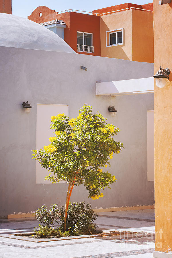 Tree in courtyard Photograph by Sophie McAulay