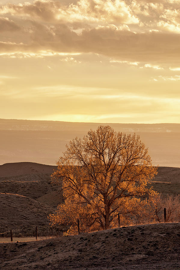 Tree in Desert at Sunset Photograph by Denise Bush