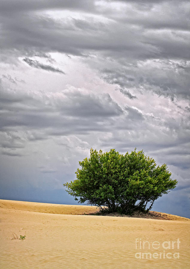 Tree in Desert Photograph by Charline Xia
