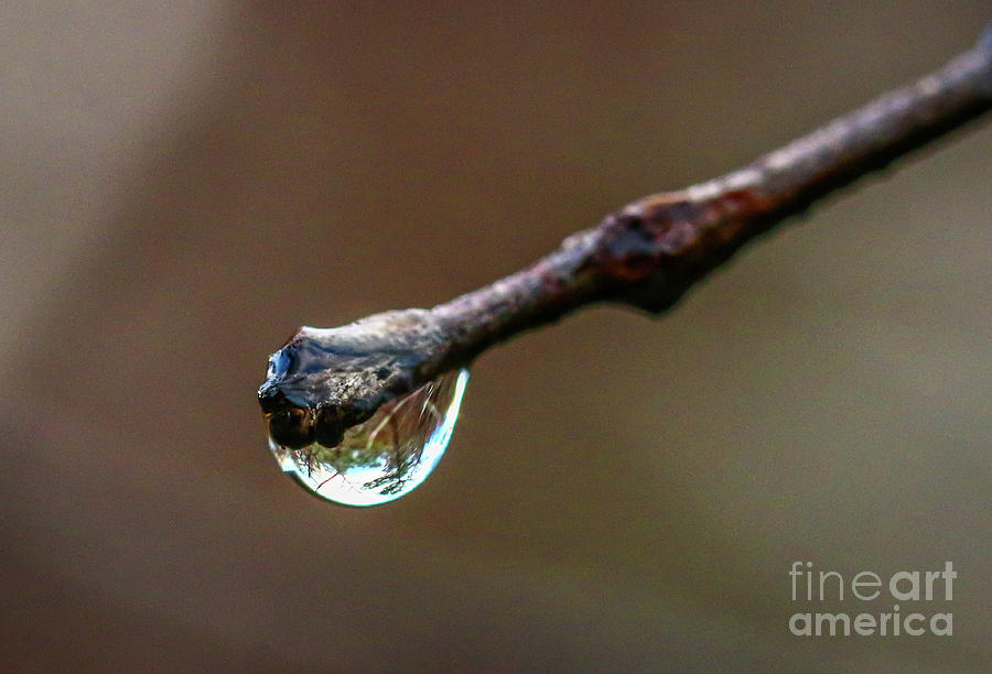 Tree in Drop Reflection Photograph by Tom Claud