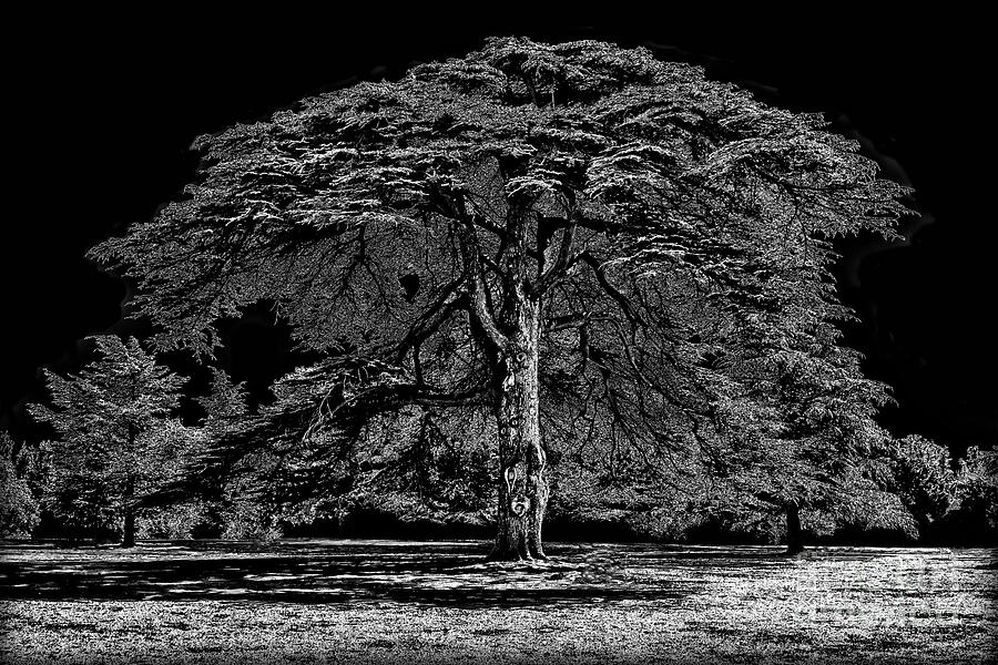 Tree in England Photograph by Walt Foegelle