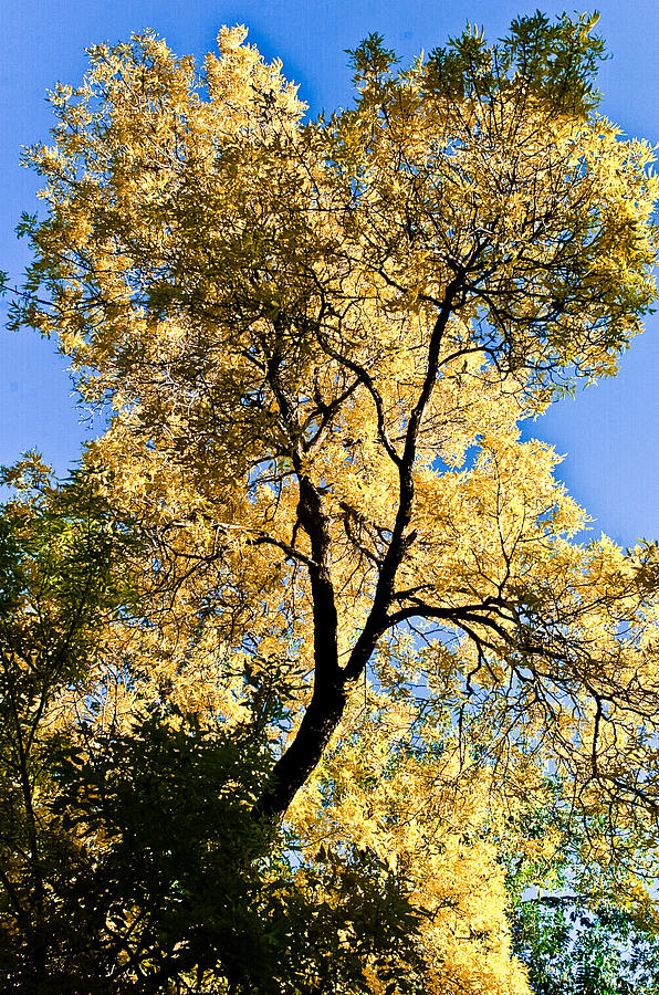Tree In Fall Photograph