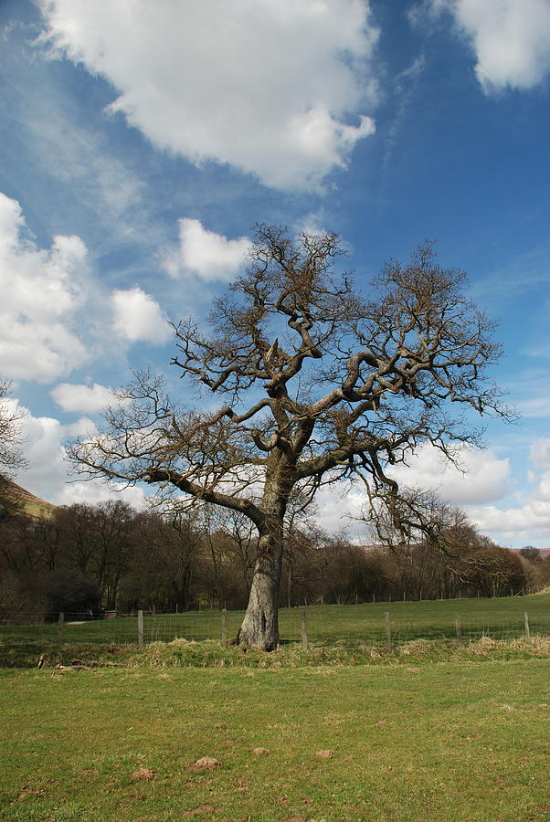 Tree Photograph - Tree in Farndale by Doug Thwaites