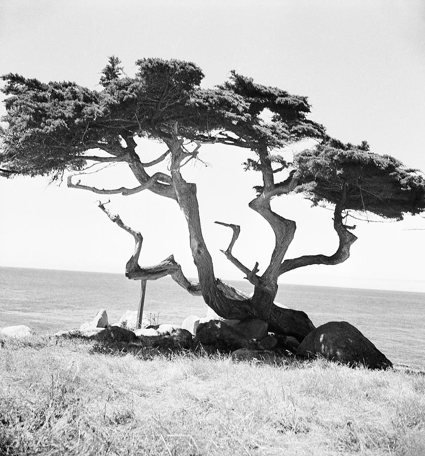 Tree In Field Photograph by Horst P Horst