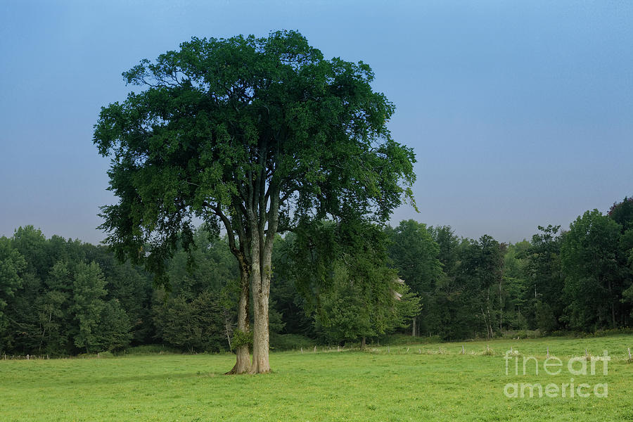 Tree in field Photograph by Kevin Shields
