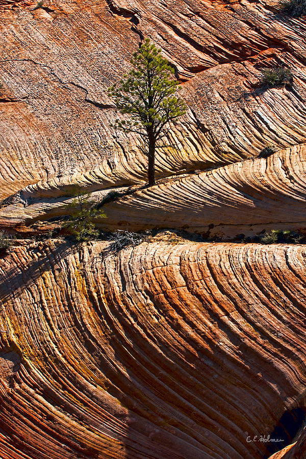 Tree In Flowing Rock Photograph by Christopher Holmes