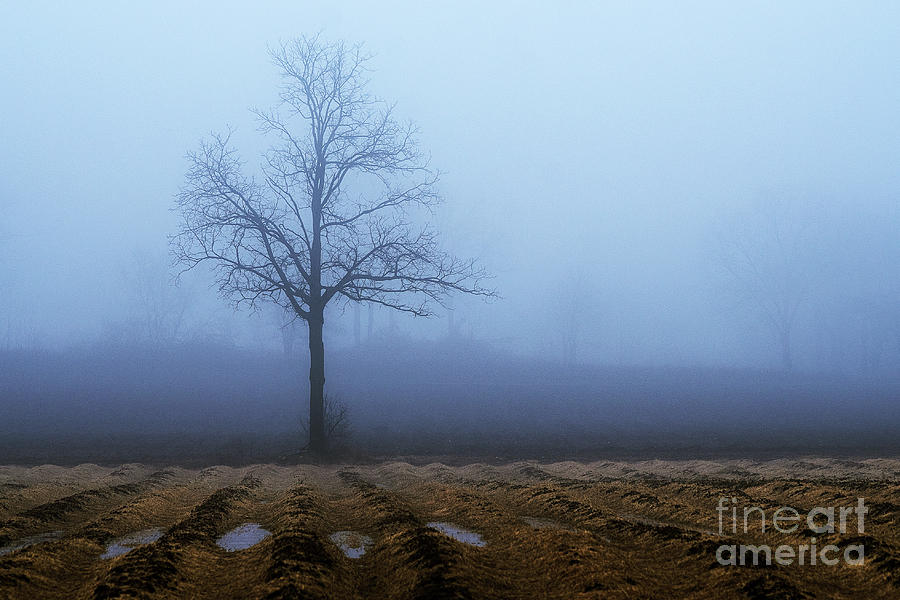 Tree in Fog 9954 Photograph by Steve Somerville