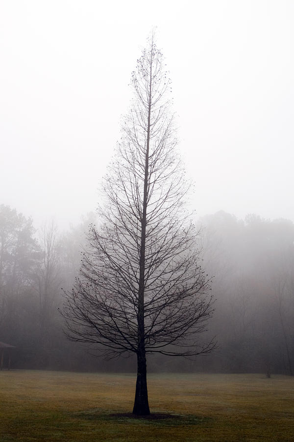 Tree in Fog Photograph by Ayesha  Lakes
