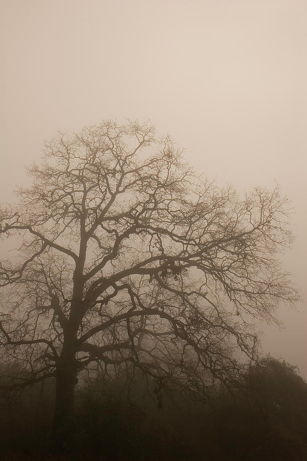 Tree in Fog Photograph by Darryl Brooks