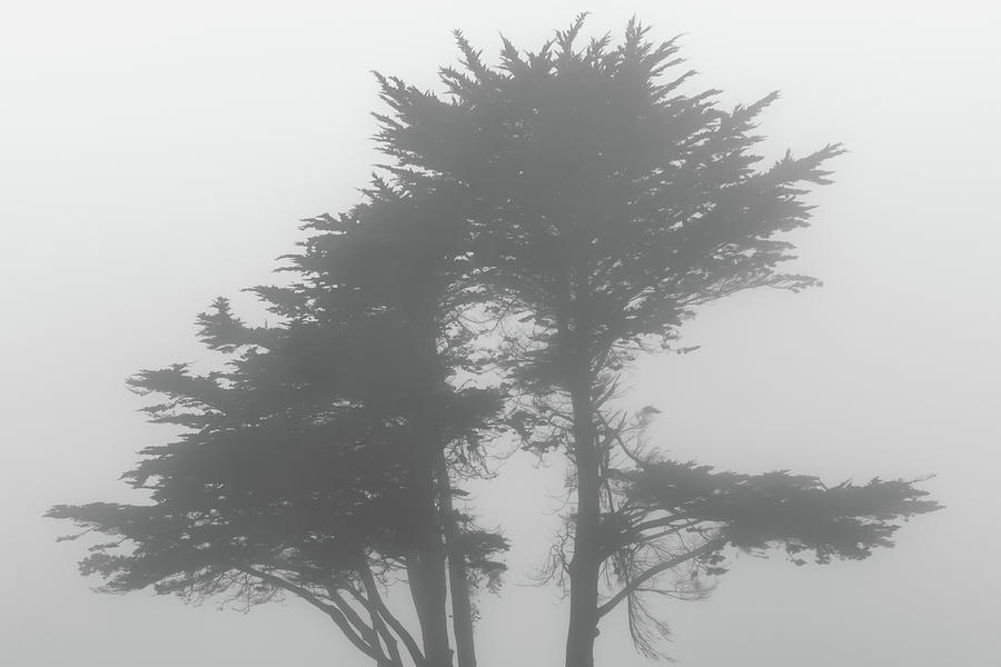 Tree In Fog Photograph by Diego Garcia