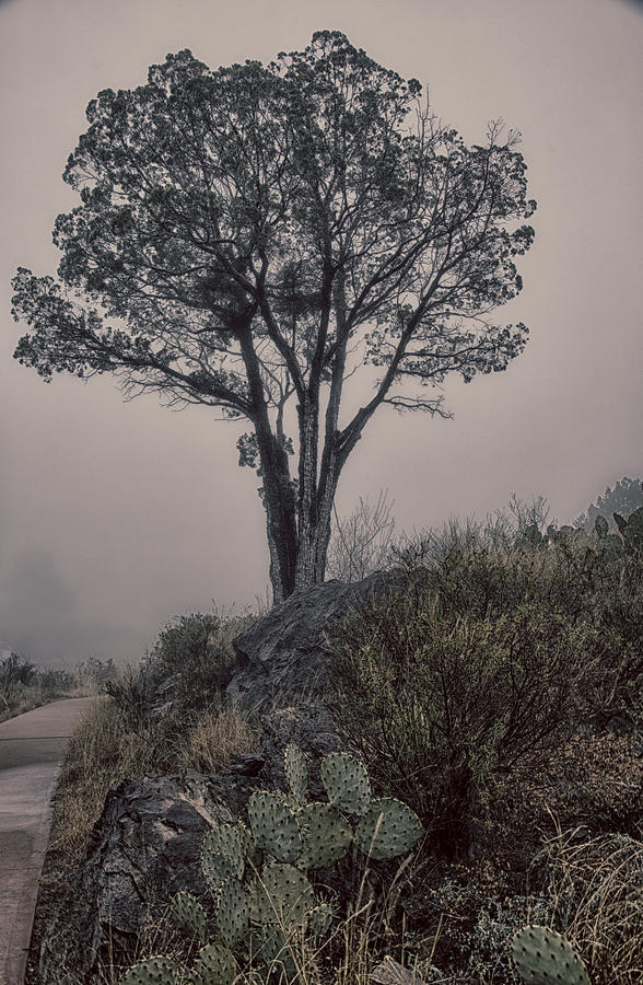 Tree in Fog Photograph by Kathy Adams Clark