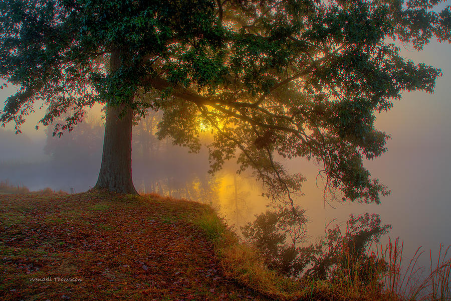 Tree in Fog Photograph by Wendell Thompson