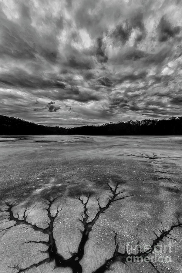 Tree in Ice Black and White Photograph by Thomas R Fletcher
