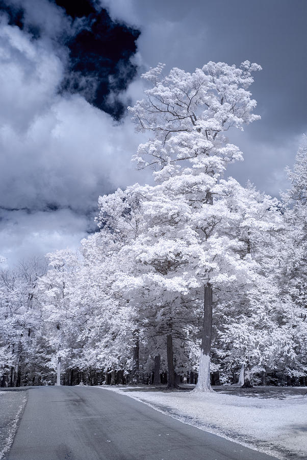 Tree in Infrared Photograph by Guy Whiteley