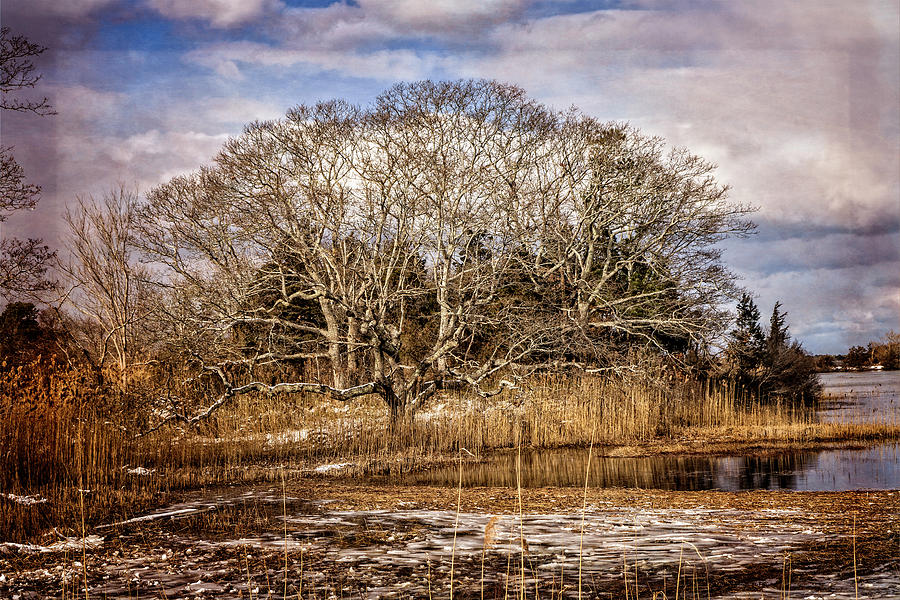 Tree in Marsh Photograph by Frank Winters