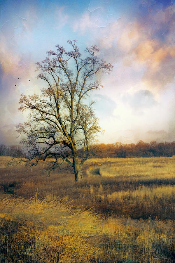 Tree in Meadow Photograph by John Rivera