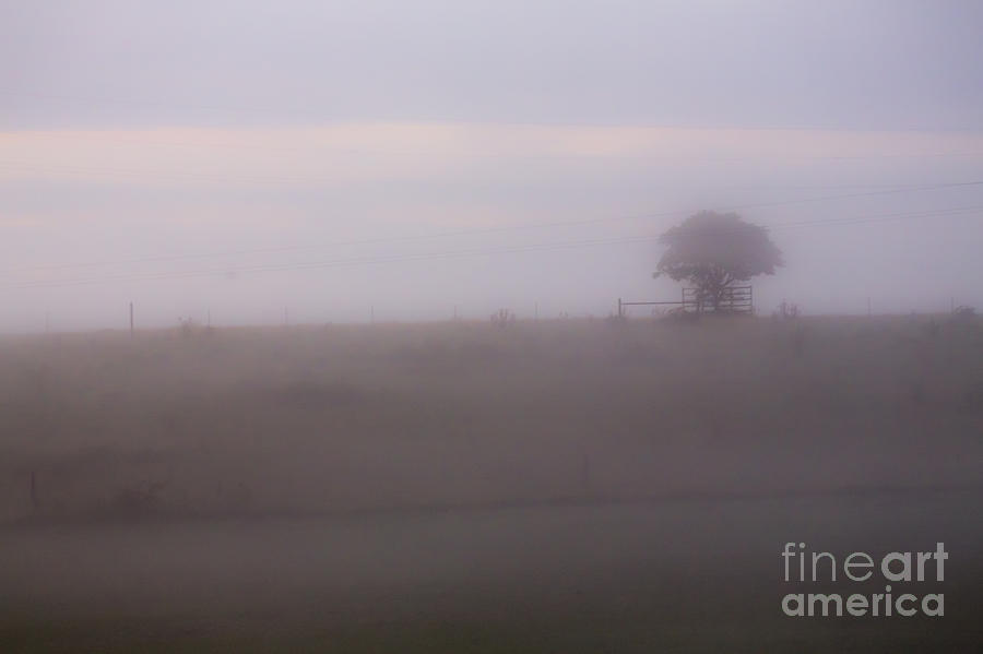 Tree in mist in paddock Photograph by Sheila Smart Fine Art Photography