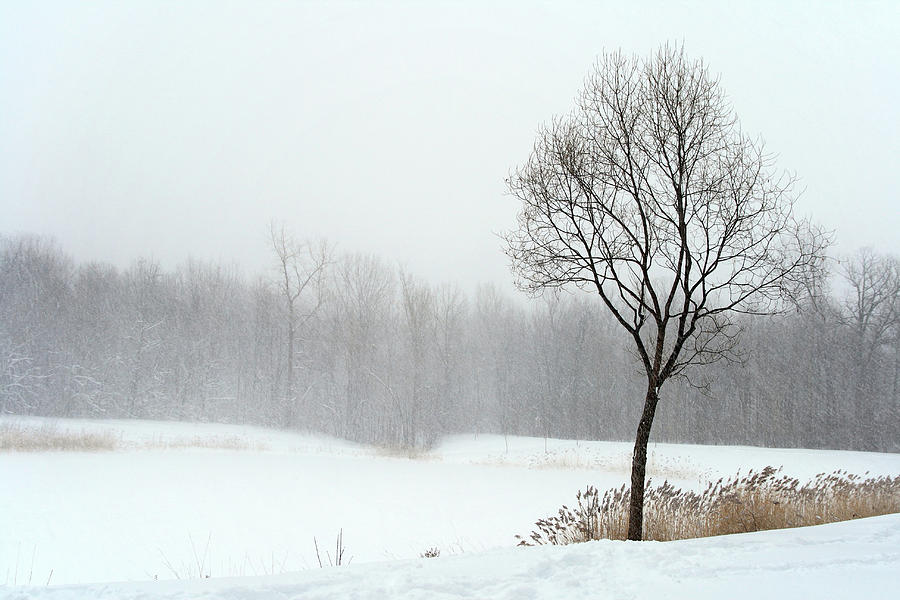 Winter Photograph - Tree in misty haze of winter blizzard by GoodMood Art