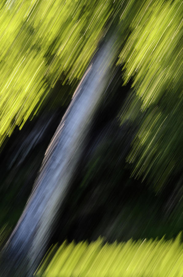 Spring Photograph - Tree in motion by Kolbein Svensson