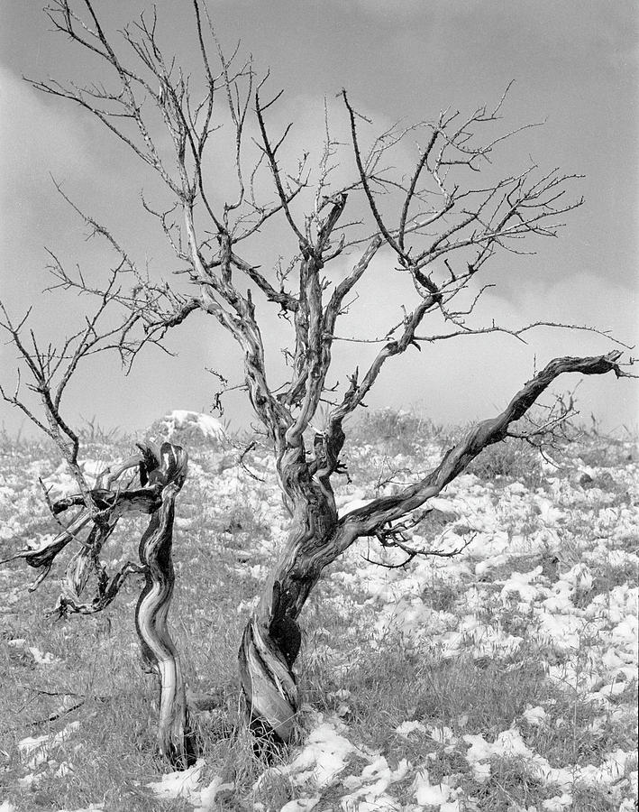 Tree in Nevada Desert Photograph by Susan Crowell