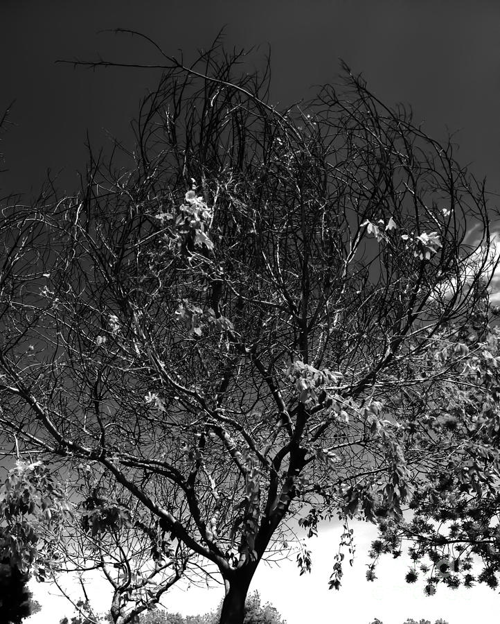 Tree in Noir Photograph by Heather Joyce Morrill - Fine Art America