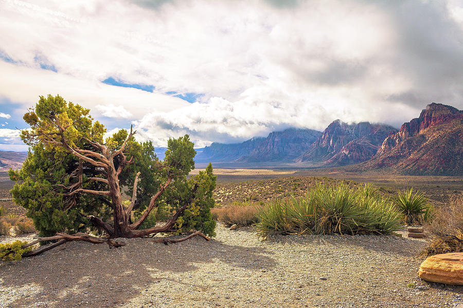Tree in Red Rock Canyon by David Lyle Tree in Red Rock Canyon by David Lyle