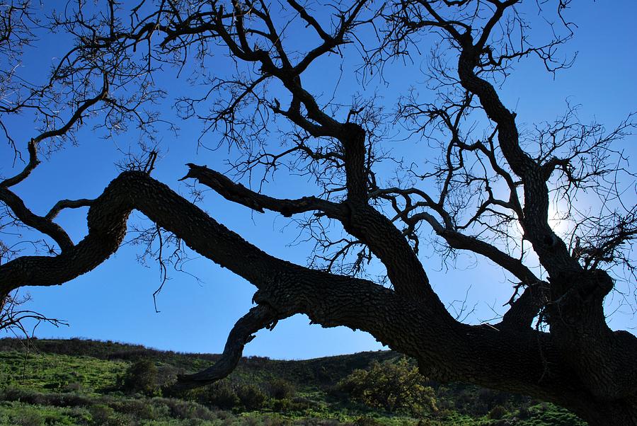 Tree Photograph - Tree in Rural Hills - Silhouette View by Matt Quest