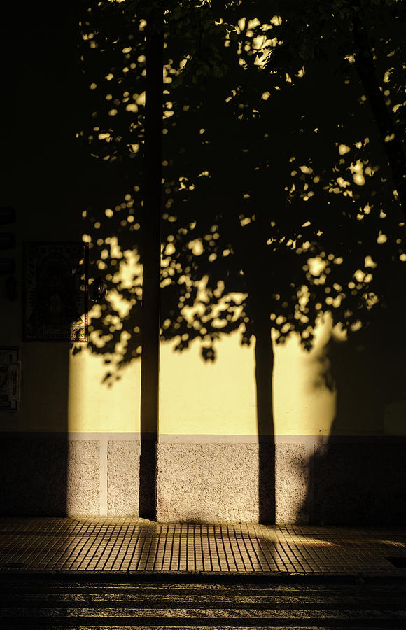 Tree in shadows Photograph by AM FineArtPrints