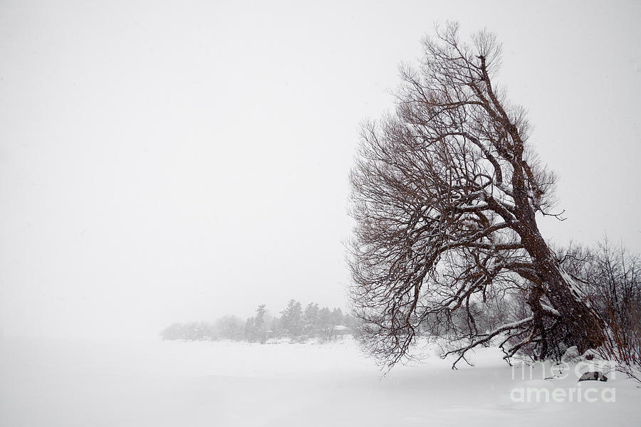 Tree in Snow Storm Photograph by Roger Monahan