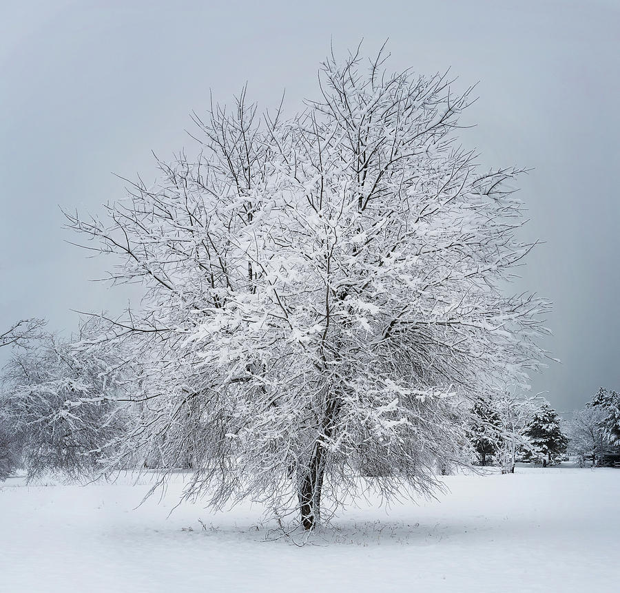 Winter Photograph - Tree in Snowy Field by Jack Milton
