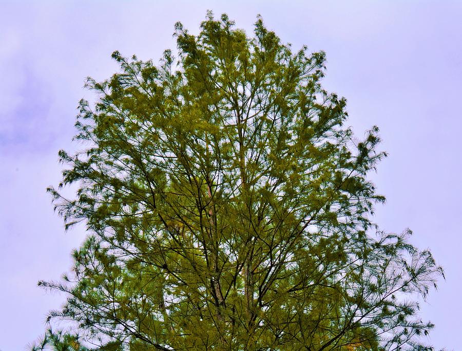 Tree In Solitaire Photograph by Jan Gelders