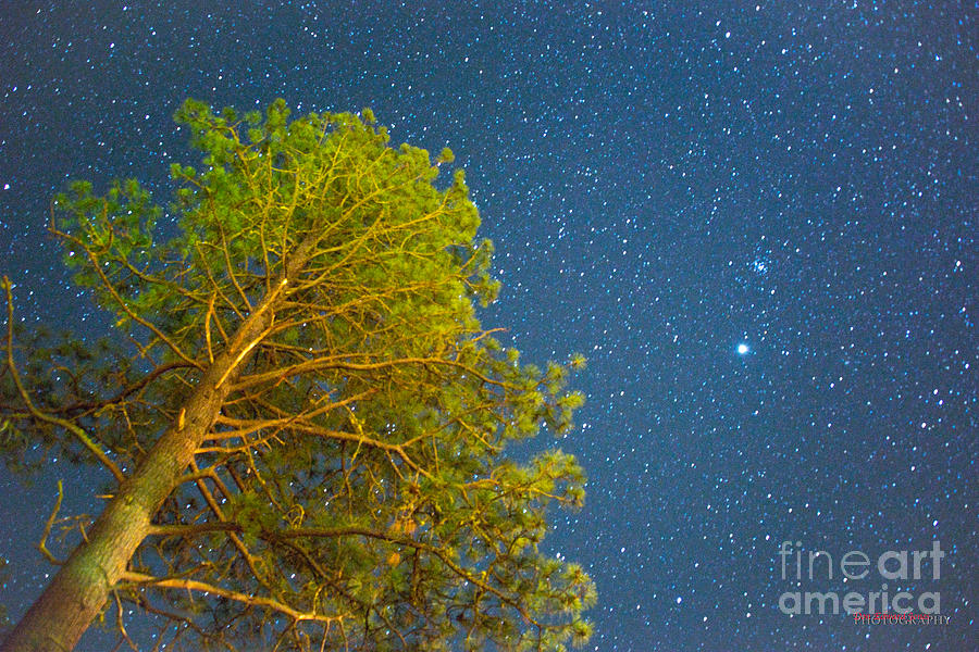Tree in Space by Don Edward Jones Tree in Space by Don Edward Jones