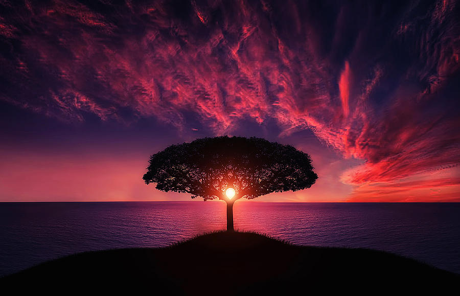Tree in sunset Photograph by Bess Hamiti
