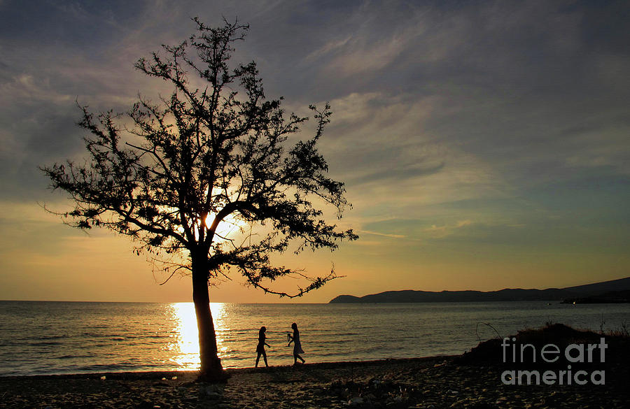 Tree In Sunset Photograph