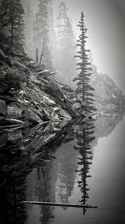 Banff National Park Photograph - Tree in the Fog BW by Joan Carroll