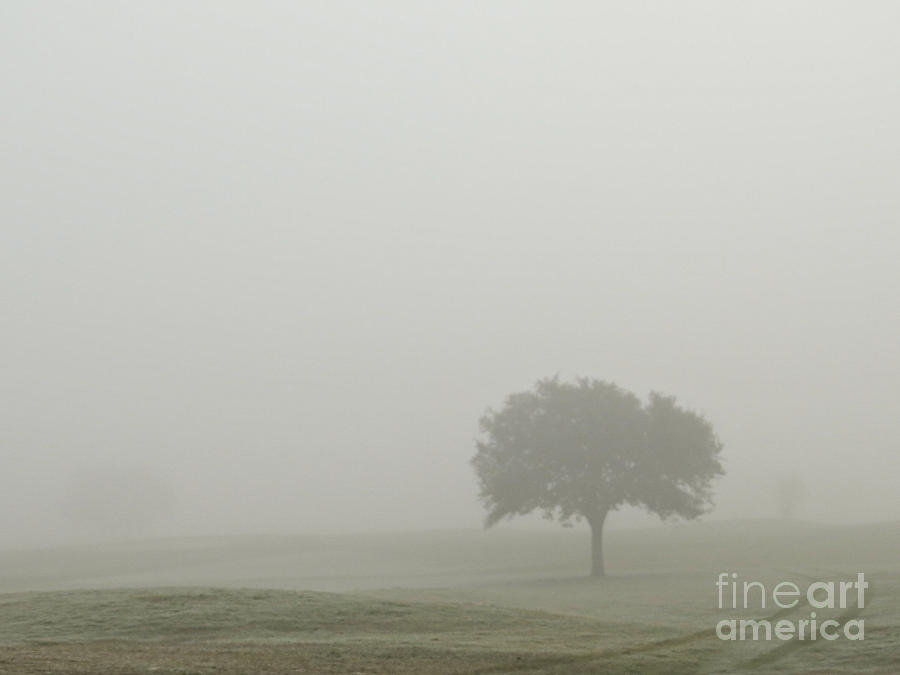 Tree in the Fog Photograph by Ella Kaye Dickey