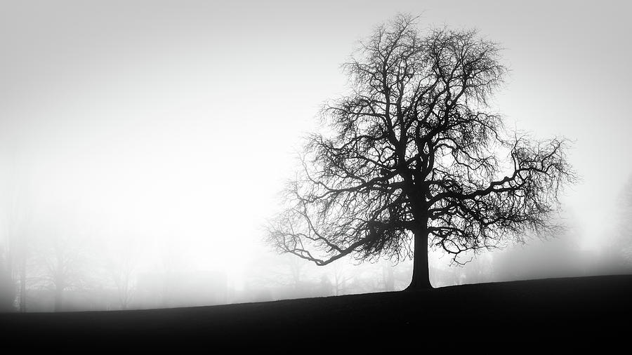 Tree in the fog Photograph by James Billings