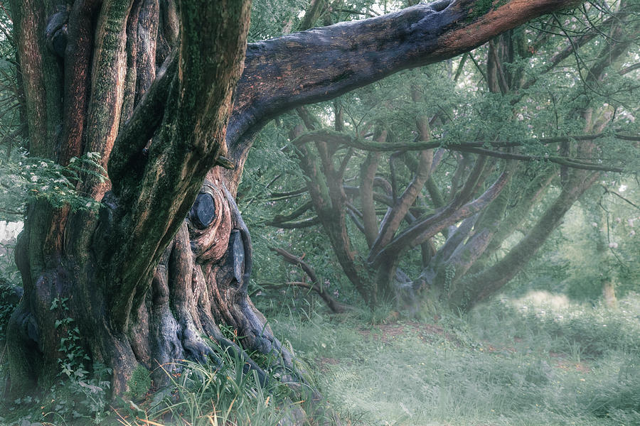 Tree In The Fog Photograph by Joana Kruse