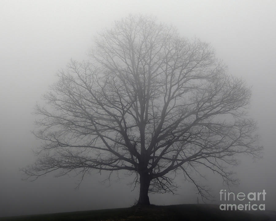Tree in the Fog Photograph by Kerri Farley