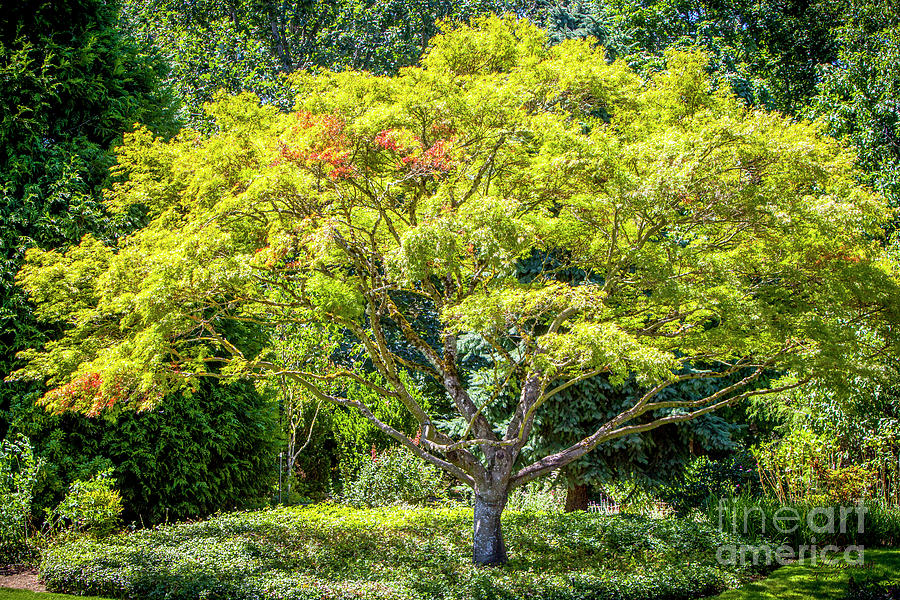 Tree in the Garden Photograph by David Millenheft