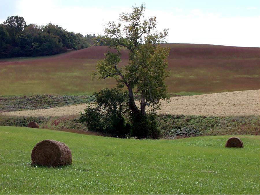 Tree In The Hay Field Photograph