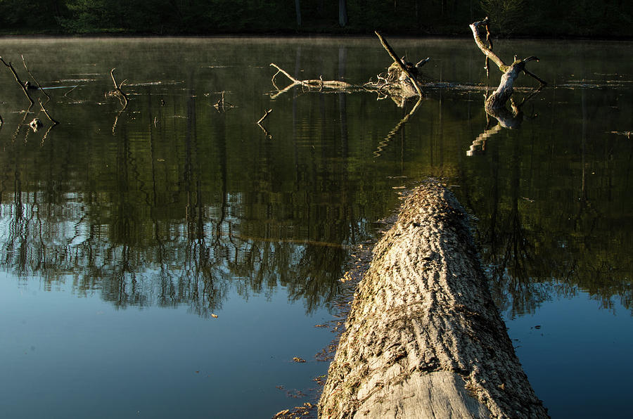Tree in the Lake Photograph by Miguel Winterpacht
