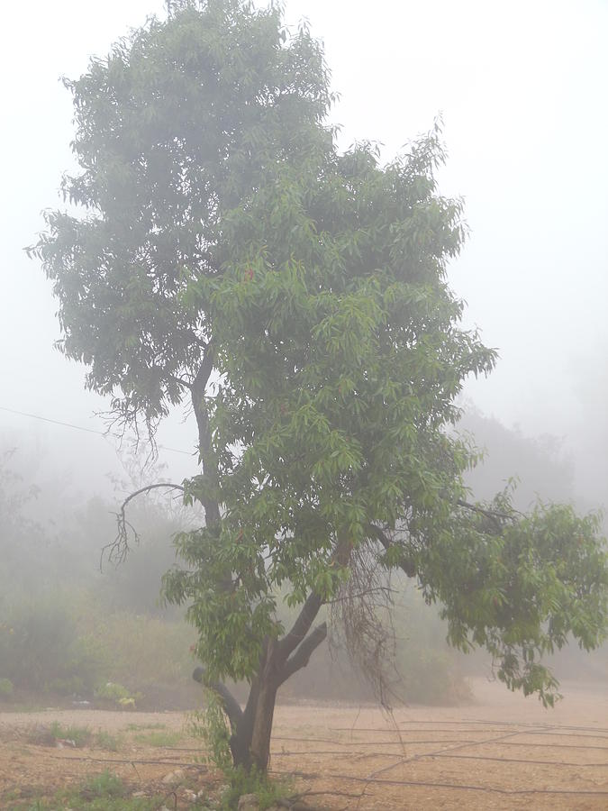 Tree in the Mist Photograph by Esther Newman-Cohen