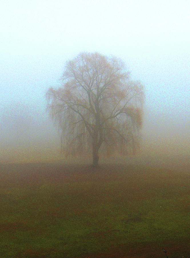 Tree in the Mist in Bradford Vermont Photograph by Nancy Griswold