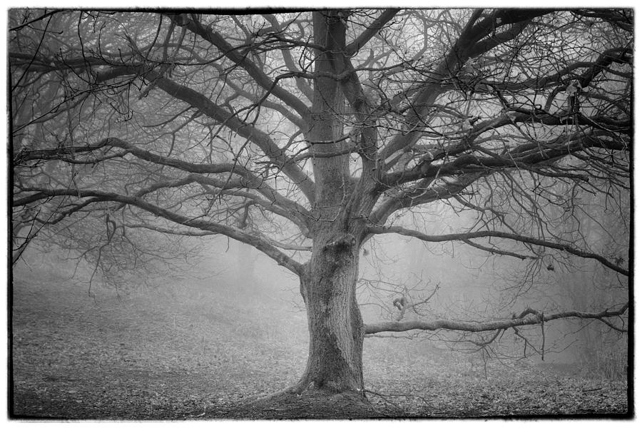 Winter Photograph - Tree in the mist by Peter Acs