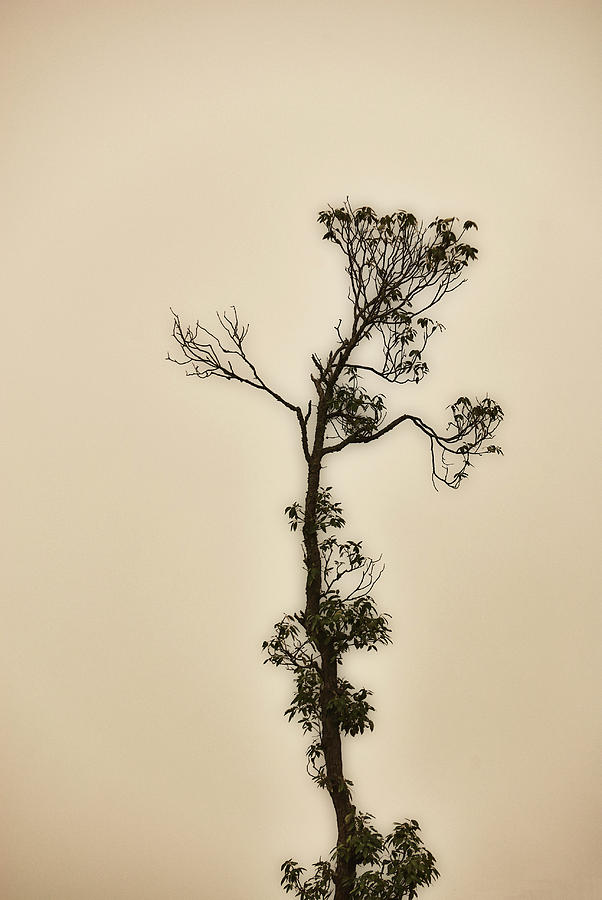 Tree In The Mist Photograph by Rajiv Chopra