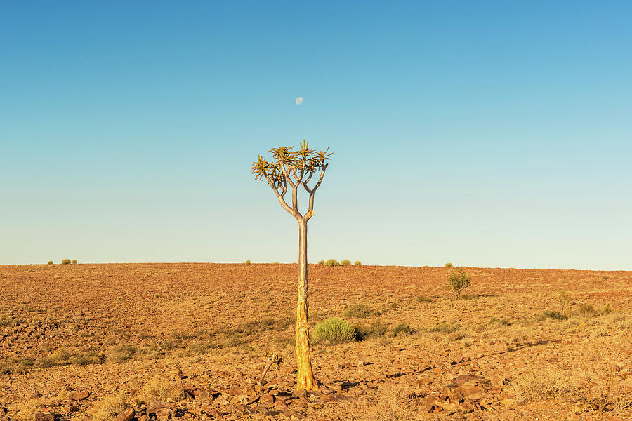 Tree in the Namib desert landscape Photograph by Marek Poplawski