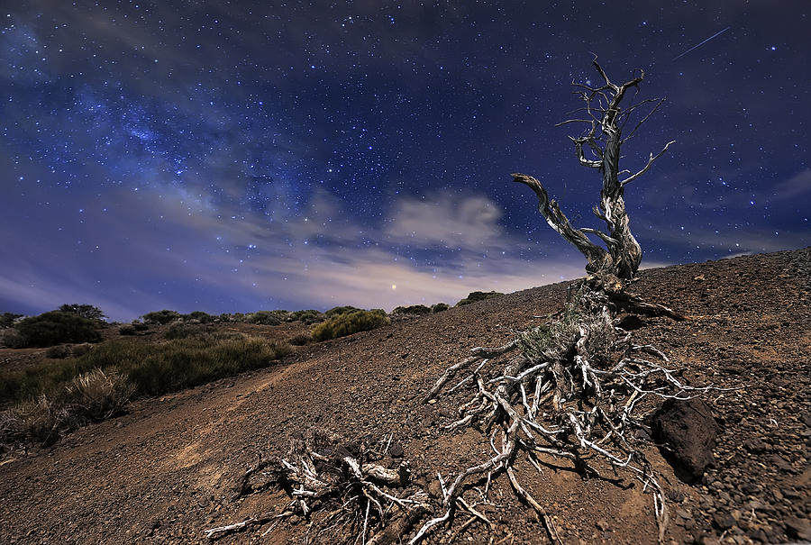 Tree In The Night Photograph by Andrea Auf Dem Brinke