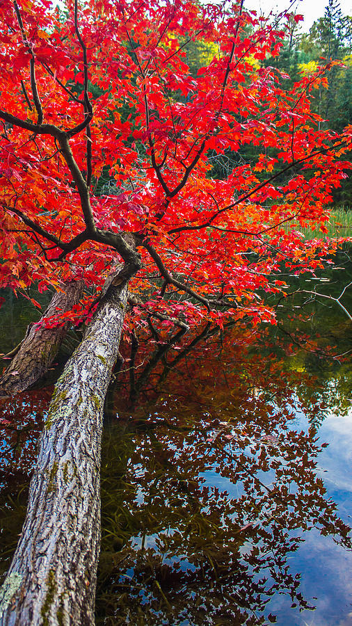 Tree In the Pond Photograph by Tim Kirchoff